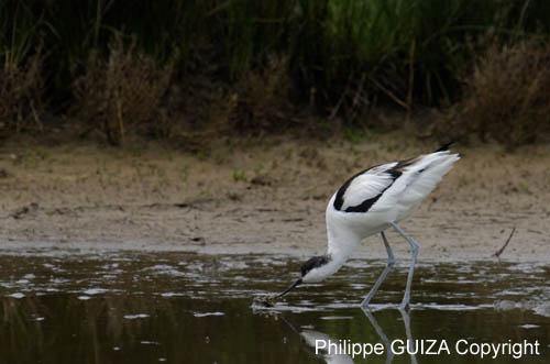 Avocette_elegante_LeTeich_Parc_Ornithologique_mai2006_MI69648