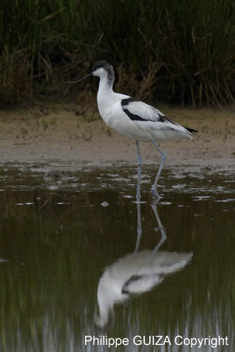 Avocette_elegante_LeTeich_Parc_Ornithologique_mai2006_MI69653