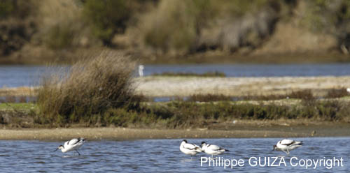 Avocette_elegante_LeTeich_Parc_ornithologique_Septembre2006_JN61241
