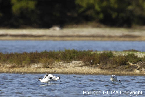 Avocette_elegante_LeTeich_Parc_ornithologique_Septembre2006_JN61244