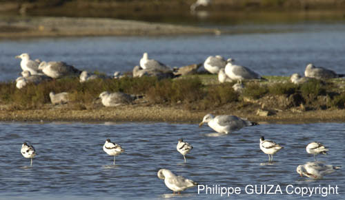 Avocette_elegante_LeTeich_Parc_ornithologique_Septembre2006_JN61631