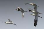 Avocete_elegante_Parc_du_Marquenterre_10septembre2006_JN67713