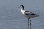 Avocette_elegante_LeTeich_Parc_Ornithologique_mai2006_MI67867