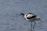 Avocette_elegante_LeTeich_Parc_Ornithologique_mai2006_MI67933