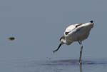 Avocette_elegante_LeTeich_Parc_Ornithologique_mai2006_MI67945