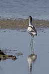 Avocette_elegante_LeTeich_Parc_Ornithologique_mai2006_MI67961