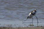 Avocette_elegante_LeTeich_Parc_Ornithologique_mai2006_MI67971