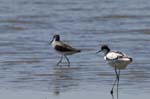 Avocette_elegante_LeTeich_Parc_Ornithologique_mai2006_MI67989