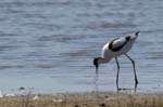 Avocette_elegante_LeTeich_Parc_Ornithologique_mai2006_MI67992