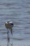 Avocette_elegante_LeTeich_Parc_Ornithologique_mai2006_MI67995