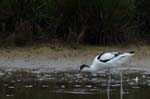 Avocette_elegante_LeTeich_Parc_Ornithologique_mai2006_MI69616