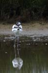Avocette_elegante_LeTeich_Parc_Ornithologique_mai2006_MI69621
