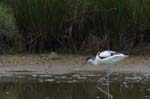 Avocette_elegante_LeTeich_Parc_Ornithologique_mai2006_MI69622