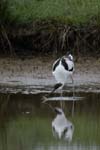 Avocette_elegante_LeTeich_Parc_Ornithologique_mai2006_MI69637