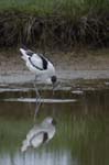 Avocette_elegante_LeTeich_Parc_Ornithologique_mai2006_MI69638