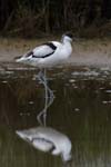 Avocette_elegante_LeTeich_Parc_Ornithologique_mai2006_MI69645