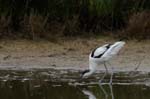 Avocette_elegante_LeTeich_Parc_Ornithologique_mai2006_MI69648