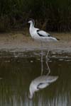 Avocette_elegante_LeTeich_Parc_Ornithologique_mai2006_MI69653