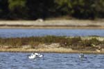 Avocette_elegante_LeTeich_Parc_ornithologique_Septembre2006_JN61244
