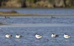Avocette_elegante_LeTeich_Parc_ornithologique_Septembre2006_JN61390
