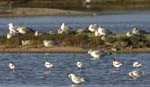 Avocette_elegante_LeTeich_Parc_ornithologique_Septembre2006_JN61631