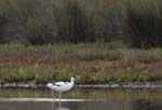 Avocette_elegante_LeTeich_Parc_ornithologique_Septembre2006_JN63117