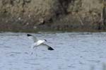 Avocette_elegante_LeTeich_Parc_ornithologique_Septembre2006_JN68726