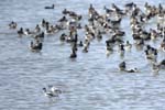 Avocette_elegante_Parc_du_Marquenterre_10septembre2006_JN67894