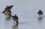 Barge_a_queue_noire_LeTeich_Parc_Ornithologique_avril2006_MR61665