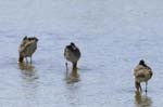 Barge_a_queue_noire_LeTeich_Parc_Ornithologique_avril2006_MR61666