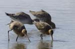 Barge_a_queue_noire_LeTeich_Parc_Ornithologique_avril2006_MR61667