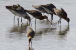 Barge_a_queue_noire_LeTeich_Parc_Ornithologique_avril2006_MR61668
