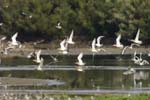 Barge_a_queue_noire_LeTeich_Septembre2007_JN63594