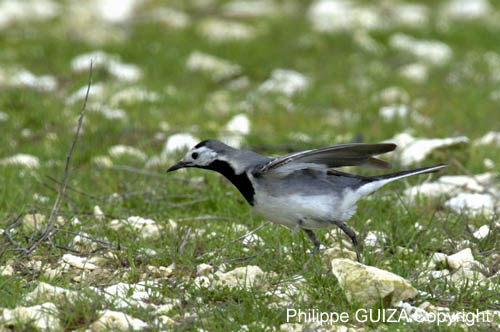 Bergeronette_grise_LeTeich_Parc_Ornithologique_avril2006_MR64287