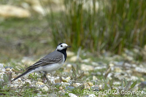 Bergeronette_grise_LeTeich_Parc_Ornithologique_avril2006_MR64289
