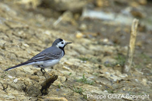 Bergeronette_grise_LeTeich_Parc_Ornithologique_avril2006_MR64290