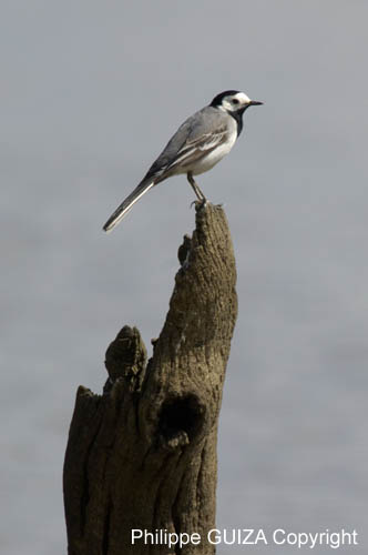 Bergeronette_grise_LeTeich_Parc_Ornithologique_mai2006_MI67129