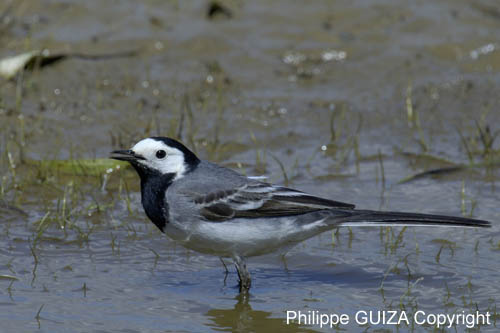 Bergeronette_grise_LeTeich_Parc_Ornithologique_mai2006_MI67421