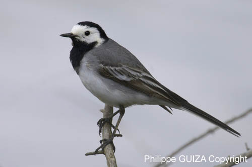 Bergeronette_grise_LeTeich_Parc_Ornithologique_mai2006_MI68884