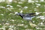 Bergeronette_grise_LeTeich_Parc_Ornithologique_avril2006_MR64287