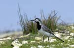 Bergeronette_grise_LeTeich_Parc_Ornithologique_avril2006_MR64288