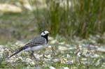 Bergeronette_grise_LeTeich_Parc_Ornithologique_avril2006_MR64289