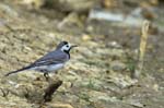 Bergeronette_grise_LeTeich_Parc_Ornithologique_avril2006_MR64290
