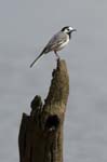 Bergeronette_grise_LeTeich_Parc_Ornithologique_mai2006_MI67129