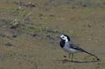 Bergeronette_grise_LeTeich_Parc_Ornithologique_mai2006_MI67415