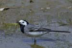 Bergeronette_grise_LeTeich_Parc_Ornithologique_mai2006_MI67421