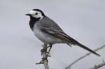 Bergeronette_grise_LeTeich_Parc_Ornithologique_mai2006_MI68884