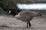 Bernache_du_Canada_Bois_Vincennes_Lac_Minimes_2mars2006__FE64387