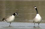 Bernache_du_Canada_Bois_de_Vincennes_Lac_Daumesnil_1mars2005_FE52469