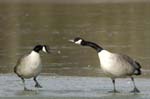 Bernache_du_Canada_Bois_de_Vincennes_Lac_Daumesnil_1mars2005_FE52473